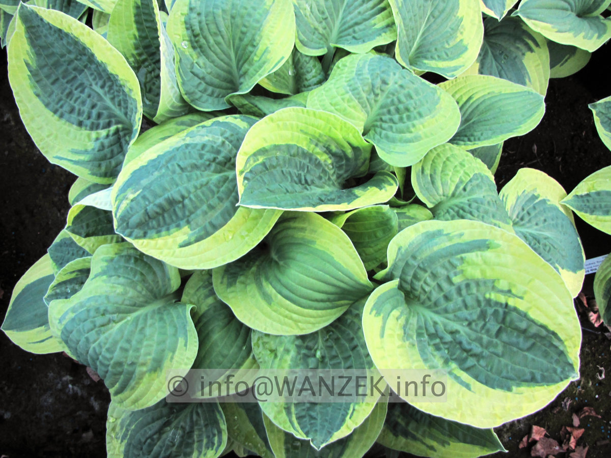 Hosta Hybride Wide Brim 05.jpg